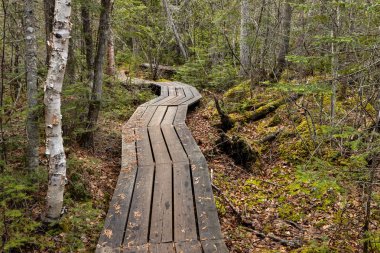 Kanada'da kayalar üzerinde orman ve ağaçlar