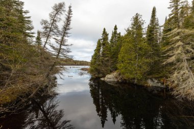 Kanada'da kayalar üzerinde orman ve ağaçlar