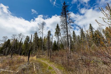 Kanada'da Pukaskwa Milli Parkı'nda orman ve ağaçlar