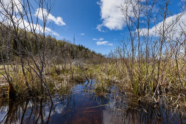 Kanada 'da Pukaskwa Milli Parkı 'nda göl ve bataklık