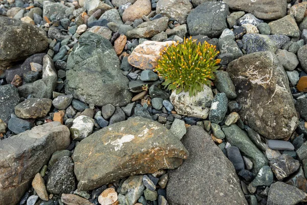 Blumen Zwischen Felsen Strand — Stockfoto