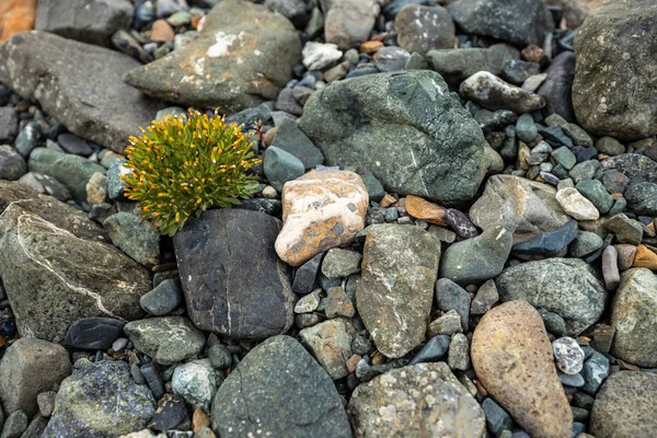 Květiny Mezi Kameny Pláži — Stock fotografie