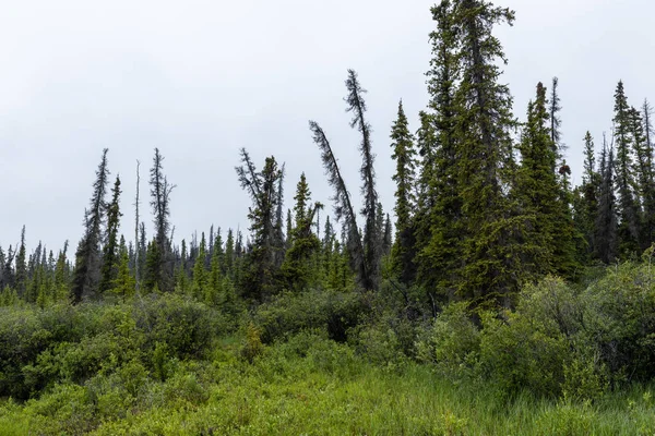 Een Landschap Bos Alaska — Stockfoto
