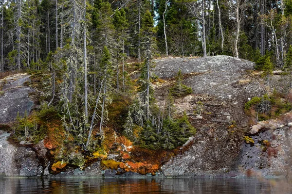 Bos Bomen Rotsen Canada — Stockfoto