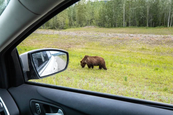 Grizzly Sur Route — Photo