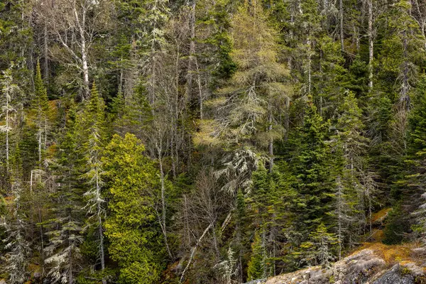 Bos Bomen Rotsen Canada — Stockfoto