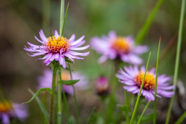 Denali Milli Parkı 'nın çiçekleri