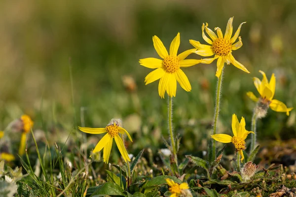 Flowers Denali National Park — Stock Photo, Image