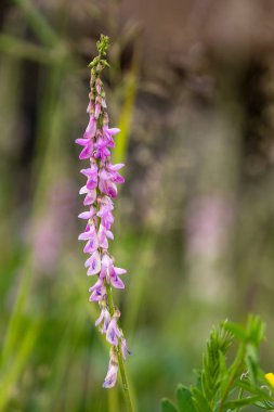 Denali Milli Parkı 'nın çiçekleri