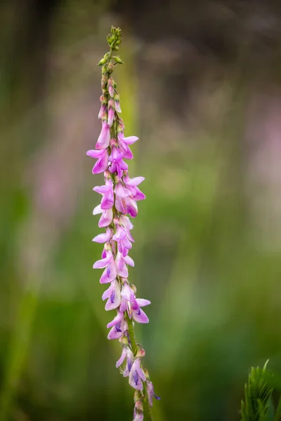 德纳利国家公园的花朵 — 图库照片