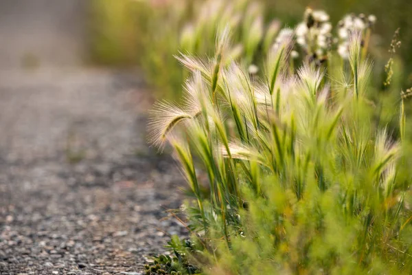 Gras Und Getreide Einer Straße — Stockfoto