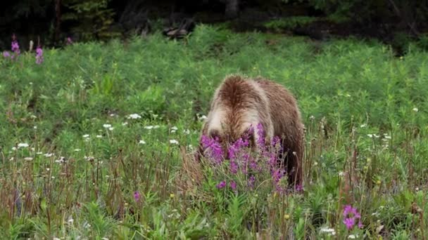 Grizzlybär Auf Einer Wiese — Stockvideo