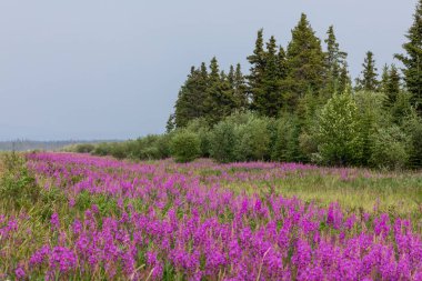 Alaska karayolu boyunca Fireweed