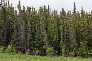 Kanada 'nın kuzeyinde göl ile orman