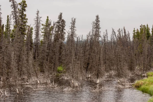 Bosque Con Lago Norte Canadá — Foto de Stock