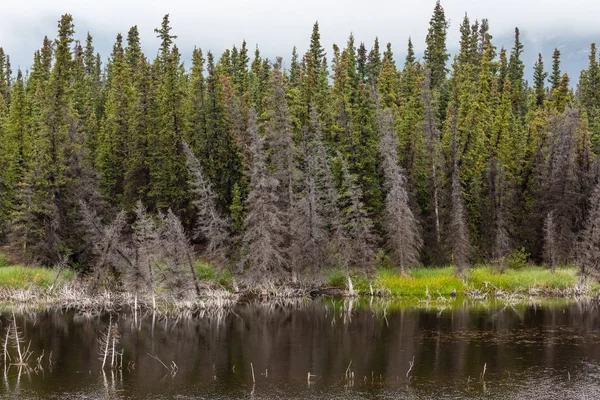 Bos Met Meer Het Noorden Van Canada — Stockfoto