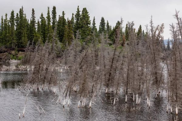 Bosque Con Lago Norte Canadá — Foto de Stock