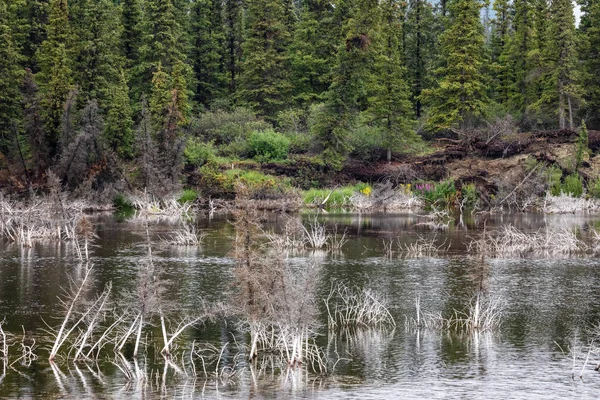 カナダ北部の湖のある森 — ストック写真