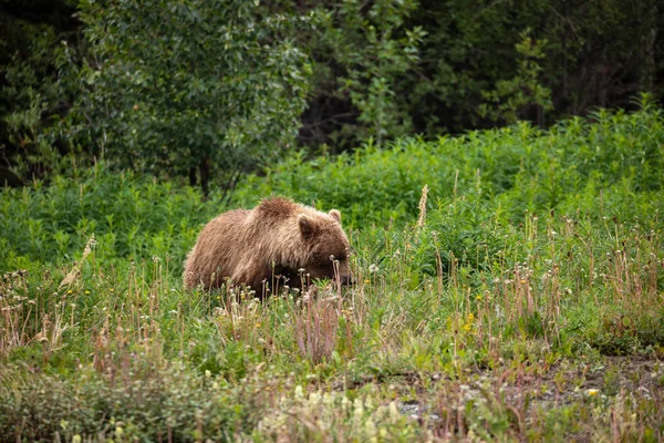 Grizzly Bear Bir Çayır Üzerinde — Stok fotoğraf