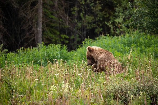 Grizzly Bear Bir Çayır Üzerinde — Stok fotoğraf