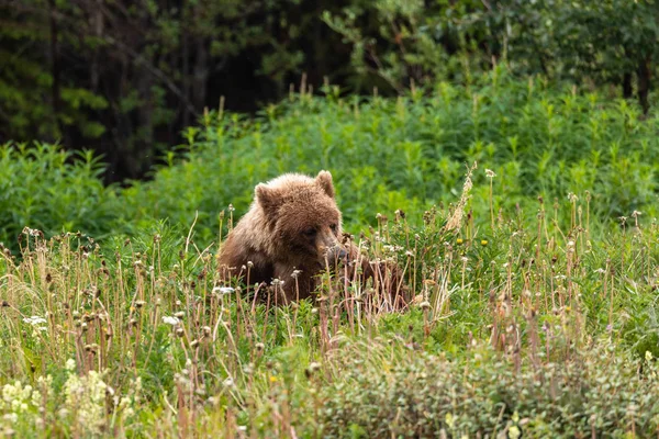 Grizzly Bear Meadow — Stock Photo, Image