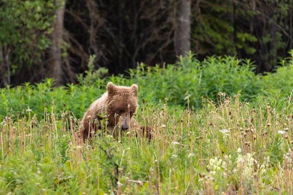 Grizzly Bear Bir Çayır Üzerinde — Stok fotoğraf