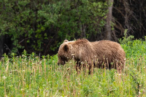 Grizzly Bear Bir Çayır Üzerinde — Stok fotoğraf
