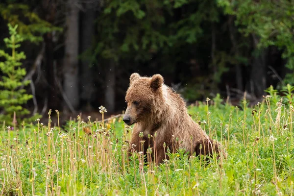 Grizzly Bear Bir Çayır Üzerinde — Stok fotoğraf