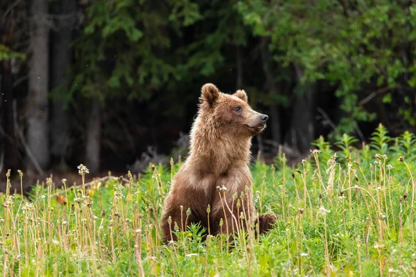 Grizzlybär Auf Einer Wiese — Stockfoto