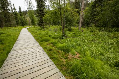 Kanada 'da Liard Nehri 'nde kaplıca ormanı ve kaplıcaları