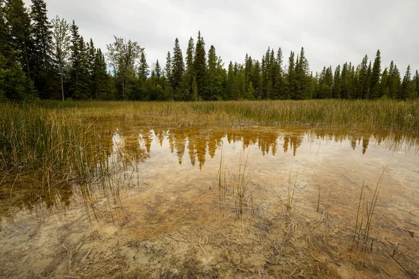 Los Pantanos Las Aguas Termales Liard River Canadá — Foto de Stock