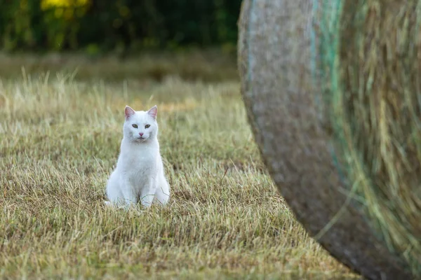 Witte Kat Een Veld Jacht Een Muis — Stockfoto