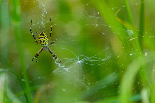 Σφήκα Αράχνη Ψηλό Γρασίδι — Φωτογραφία Αρχείου