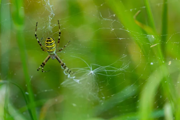 Wasp Pavouk Vysoké Trávě — Stock fotografie