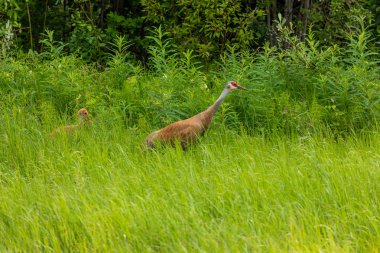 Kanada 'nın krılill Vinci