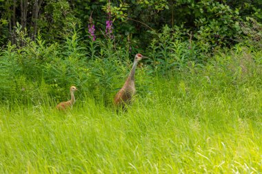 Kanada 'nın krılill Vinci