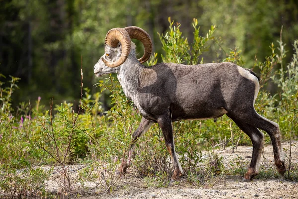 Pecora Bighorn Nelle Montagne Rocciose — Foto Stock