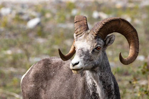 落基山脉中的大角羊 — 图库照片