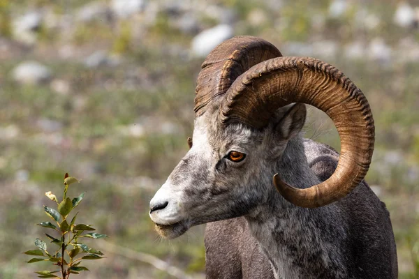 Ovelha Bighorn Nas Montanhas Rochosas — Fotografia de Stock