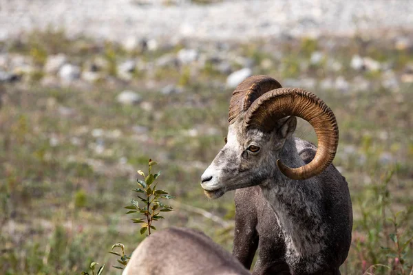 ロッキー山脈のビッグホーン羊 — ストック写真
