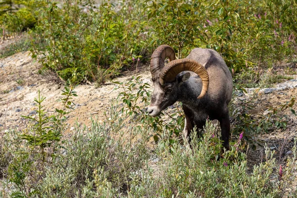 Ovelha Bighorn Nas Montanhas Rochosas — Fotografia de Stock