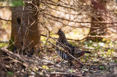 A Ruffed Grouse in the Pukaskwa National Park in Canada clipart