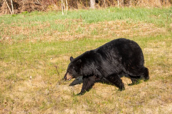 Urso Negro Parque Nacional Pukaskwa Ontário Canadá — Fotografia de Stock