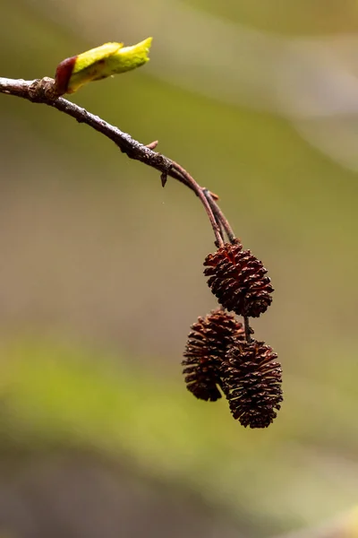 木のピネコーンの種 — ストック写真