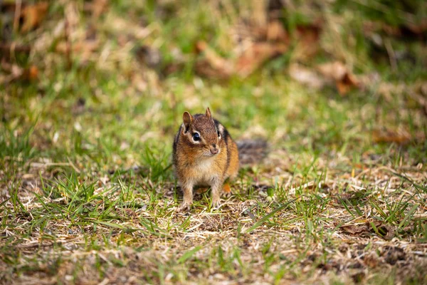 Chipmunks Pukaskwa Forest Canada — Stock Photo, Image