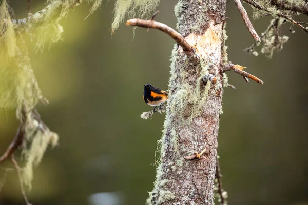 Oiseau Rouge Amérique Dans Forêt — Photo