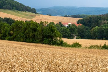 buğday alanı ile kırsal manzara 