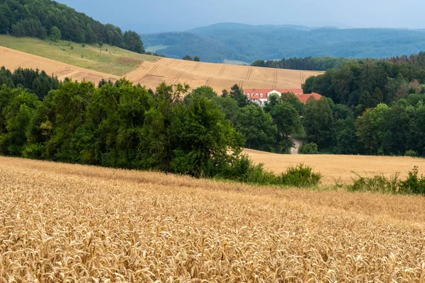 Ländliche Landschaft Mit Weizenfeld — Stockfoto