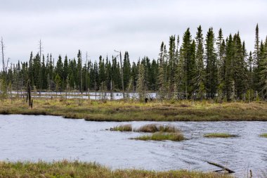Kanada'da Orman ve Göl