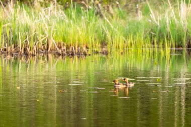 Bir gölde iki ördek